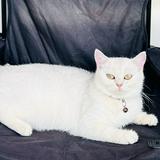 (Category: ) located in . Submitted by silvercat88 (Listing ID 1463388740, Image 1). Description: .