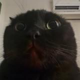 (Category: ) located in . Submitted by jan.solo (Listing ID 1458253748, Image 1). Description: .