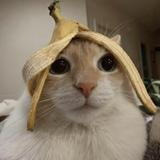 (Category: ) located in . Submitted by floragv (Listing ID 1458366694, Image 1). Description: .