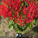 (Category: ) located in . Submitted by tulips1611 (Listing ID 1456182891, Image 1). Description: .