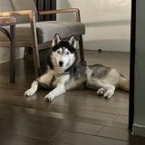 (Category: ) located in . Submitted by acoznerol (Listing ID 1458524326, Image 1). Description: .