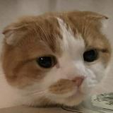 (分類:)位於 。 由 naynihcial 提交(商品編號 1457290777,圖片 1)。簡介: 。