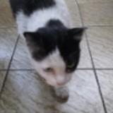 (Category: ) located in . Submitted by jnggy (Listing ID 1458665370, Image 1). Description: .