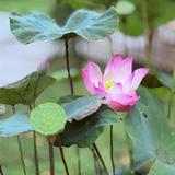 (Category: ) located in . Submitted by mumuhua (Listing ID 1458541020, Image 1). Description: .