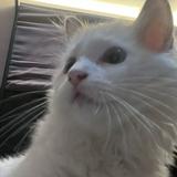 (Category: ) located in . Submitted by purple.milopupu (Listing ID 1458508666, Image 1). Description: .