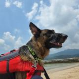 (分類:)位於 。 由 coco.the.dog 提交(商品編號 1458713815,圖片 1)。簡介: 。