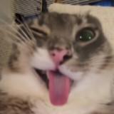 (Category: ) located in . Submitted by chocolatbean (Listing ID 1461943703, Image 1). Description: .