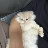 (分類:)位於 。 由 james_0nlap 提交(商品編號 1459044014,圖片 1)。簡介: 。