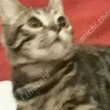 (Kategori: ) berada di . Dikirim oleh michi.thecats (ID iklan 1462706793, Gambar 1). Deskripsi: .