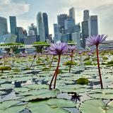 (Category: ) located in . Submitted by smd.sg (Listing ID 1459017154, Image 1). Description: .