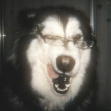(Category: ) located in . Submitted by pingerin (Listing ID 1459226334, Image 1). Description: .