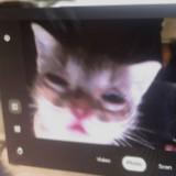 (Category: ) located in . Submitted by kikieekukiee (Listing ID 1460475458, Image 1). Description: .