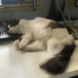 (Category: ) located in . Submitted by fluffysiottt (Listing ID 1454688755, Image 1). Description: .