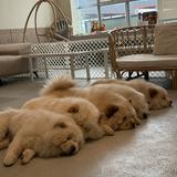 (Category: ) located in . Submitted by helpmyaccount (Listing ID 1459588869, Image 1). Description: .