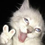 (Category: ) located in . Submitted by itsgwennny (Listing ID 1459587816, Image 1). Description: .