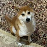 (Category: ) located in . Submitted by riceuuu (Listing ID 1459794524, Image 1). Description: .