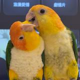 頭像