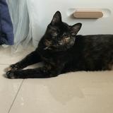 (分類:)位於 。 由 zealphoenix_32fccc 提交(商品編號 1460045079,圖片 1)。簡介: 。
