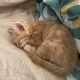 (Category: ) located in . Submitted by hanahhsell (Listing ID 1459798699, Image 1). Description: .