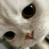 (分類:)位於 。 由 pieroujene20896 提交(商品編號 1460205919,圖片 1)。簡介: 。