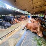 (Kategori: ) berada di . Dikirim oleh pusat_jual_kambing_sapi (ID iklan 1460480456, Gambar 1). Deskripsi: .