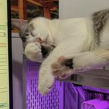 (Category: ) located in . Submitted by manda.12701 (Listing ID 1460307291, Image 1). Description: .