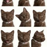 (Category: ) located in . Submitted by meowwpoppp (Listing ID 1460451826, Image 1). Description: .