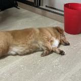 (Category: ) located in . Submitted by bellabom (Listing ID 1460644201, Image 1). Description: .