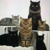 (Kategori: ) berada di . Dikirim oleh wenlycathouse (ID iklan 1460814448, Gambar 1). Deskripsi: .