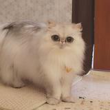 (Category: ) located in . Submitted by zzento (Listing ID 1450950076, Image 1). Description: .