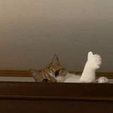 (Category: ) located in . Submitted by chamillea (Listing ID 1459781440, Image 1). Description: .