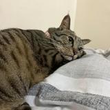 (Category: ) located in . Submitted by paulinepenang (Listing ID 1461191862, Image 1). Description: .