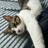 (分類:)位於 。 由 catstoredude 提交(商品編號 1461524857,圖片 1)。簡介: 。