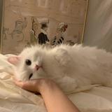 (Category: ) located in . Submitted by jinwwwonn (Listing ID 1461730229, Image 1). Description: .