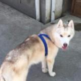 (Category: ) located in . Submitted by purefalcon.974eee (Listing ID 1461607455, Image 1). Description: .