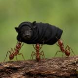 (Category: ) located in . Submitted by camera_ants (Listing ID 1461665861, Image 1). Description: .