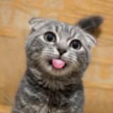 (Kategori: ) berada di . Dikirim oleh catsboobo (ID iklan 1461756069, Gambar 1). Deskripsi: .