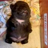 (Category: ) located in . Submitted by puglover67 (Listing ID 1463336308, Image 1). Description: .