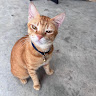 (Category: ) located in . Submitted by amndn.anr (Listing ID 1463009271, Image 1). Description: .