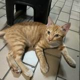 (Category: ) located in . Submitted by lilyoren (Listing ID 1463278745, Image 1). Description: .