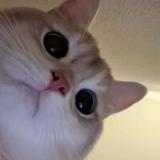 (Category: ) located in . Submitted by amrhzmrn (Listing ID 1449867930, Image 1). Description: .