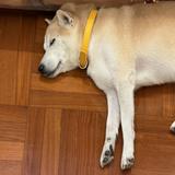 (分類:)位於 。 由 isaacho5974 提交(商品編號 1462142429,圖片 1)。簡介: 。