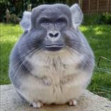 頭像