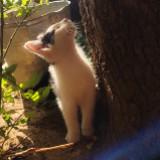 (Category: ) located in . Submitted by misiu_liy (Listing ID 1462109201, Image 1). Description: .