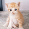 (Category: ) located in . Submitted by rith4u (Listing ID 1462874210, Image 1). Description: .