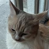 (Category: ) located in . Submitted by caz18 (Listing ID 1462392197, Image 1). Description: .