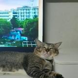 頭像
