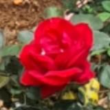 (Category: ) located in . Submitted by happy_2012 (Listing ID 1462384426, Image 1). Description: .