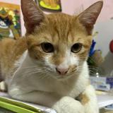 (Category: ) located in . Submitted by aoi.umi (Listing ID 1462630199, Image 1). Description: .