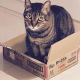 由 katkat.fang (刊登 ID 1462532890,圖片 1) 提交,位於 的 (類別:),說明:。